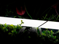 SWG-2360-24-NW-66, лента неоновая 360°, IP66, 24В, SMD2835, 360led/m, 16W/m, 4000K