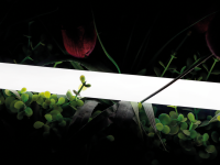 SWG-2360-24-WW-66, лента неоновая 360°, IP66, 24В, SMD2835, 360led/m, 16W/m, 3000K